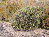Mossen [Bryophyta]